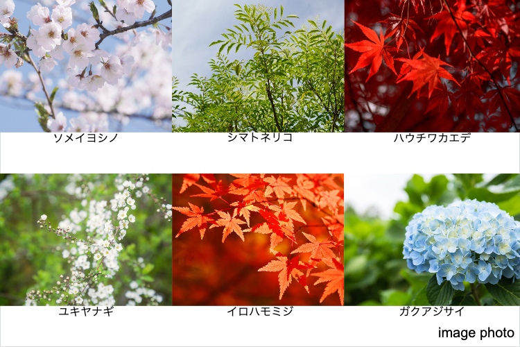 シティテラス神崎川駅前植栽イメージ画像