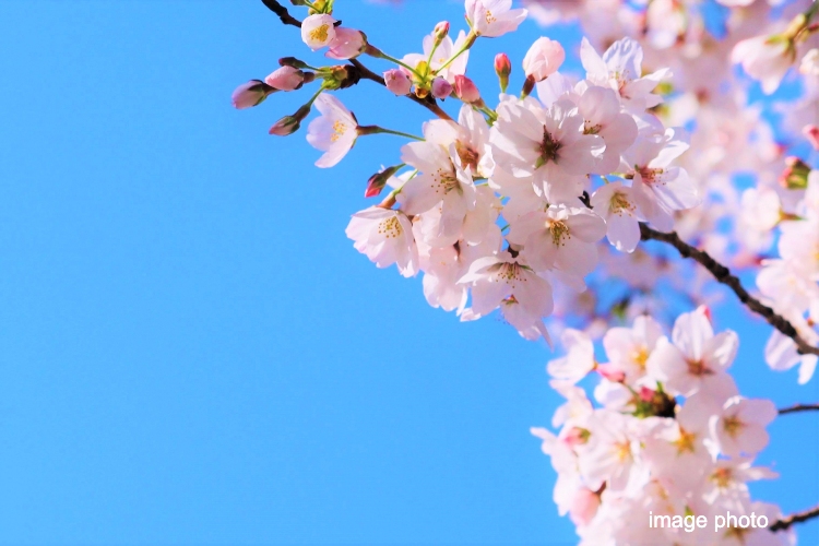 シティテラス神崎川駅前コミュニティガーデンイメージ画像